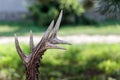 Close up shot of a deer antlers, selective focus, blurred background Royalty Free Stock Photo