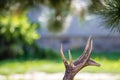 Close up shot of a deer antlers, selective focus, blurred background