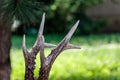 Close up shot of a deer antlers, selective focus, blurred background