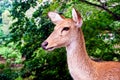 Close up shot of deer head Royalty Free Stock Photo