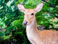 Close up shot of deer head Royalty Free Stock Photo