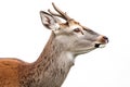 Close-up shot of a deer's head on a white background Royalty Free Stock Photo