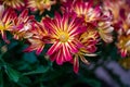 Close-up shot of delicate Chrysanthemum flower bouquet with green leaves on the blurred background