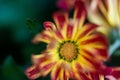 Close-up shot of a delicate Chrysanthemum flower with green leaves on the blurred background