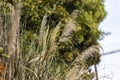 Garden Pampas Grass Detail Royalty Free Stock Photo