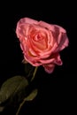 Close-up shot of a delicate pink rosebud isolated on the black background Royalty Free Stock Photo