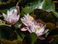 Close-up shot of the delicate white and pink water-lily flower blooming with yellow middle among green leaves in a pond Royalty Free Stock Photo