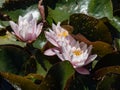 Delicate white and pink water-lily flower blooming with yellow middle among green leaves in a pond Royalty Free Stock Photo