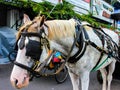 A close up shot of delman horse carriage