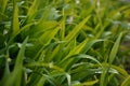 Close-up shot of dense grassy stems with dew drops. Macro shot of wet grass as background image for nature concep Royalty Free Stock Photo