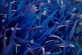 Close-up shot of dense grassy stems with dew drops. Macro shot of wet grass as background image for nature concep Royalty Free Stock Photo