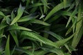 Close-up shot of dense grassy stems with dew drops. Macro shot of wet grass as background image for nature concep Royalty Free Stock Photo