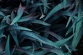 Close-up shot of dense grassy stems with dew drops. Macro shot of wet grass as background image for nature concep Royalty Free Stock Photo