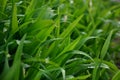 Close-up shot of dense grassy stems with dew drops. Macro shot of wet grass as background image for nature concep Royalty Free Stock Photo