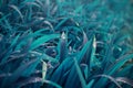 Close-up shot of dense grassy stems with dew drops. Macro shot of wet grass as background image for nature concep Royalty Free Stock Photo