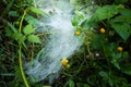 A close up shot of dense spider web spreading on grass in the forest Royalty Free Stock Photo