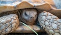 Close up shot of desert tortoise Gopherus agassizii and Gopherus morafkai, also known as desert turtles, are two species of