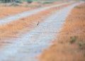 Close-up shot of a desert wheatear in the middle of a dirt road