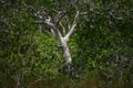 Lonliness tree in green forest