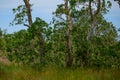 Lonliness tree in green forest Royalty Free Stock Photo