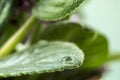 Close up shot of a dew drop on a leaf of violet