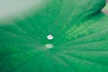 Close-up shot dew droplets on green leaves.Large beautiful drops of transparent rain water on nasturtium leaf.Beautiful leaf textu Royalty Free Stock Photo