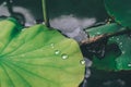 Close-up shot dew droplets on green leaves.Large beautiful drops of transparent rain water on nasturtium leaf.Beautiful leaf textu Royalty Free Stock Photo