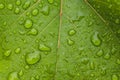 Close up shot of dew drops on a green leaf Royalty Free Stock Photo