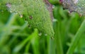 Close-up shot of dew drops on a green leaf in a garden Royalty Free Stock Photo