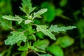 Close up shot of dew drops on lamb`s quarters plant with defocused background