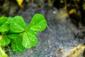 Close up shot of dew drops on leaves with defocused spider web Royalty Free Stock Photo