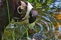 Close-up shot of a dog drinking from a water pool Royalty Free Stock Photo