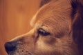 Close up shot of dog nose, Dog nose and face with brown background, animal pets Royalty Free Stock Photo