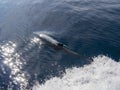 Close up shot of dolphin swimming Royalty Free Stock Photo