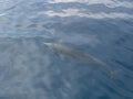 Close up shot of dolphin swimming Royalty Free Stock Photo