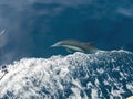 Close up shot of dolphin swimming Royalty Free Stock Photo