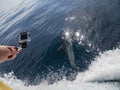 Close up shot of dolphin swimming with a sports camera Royalty Free Stock Photo