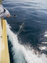 Close up shot of dolphin swimming with a sports camera Royalty Free Stock Photo