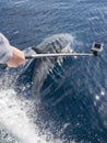 Close up shot of dolphin swimming with a sports camera Royalty Free Stock Photo