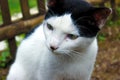 Close-up of a cat and a blurred background Royalty Free Stock Photo