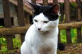 Close-up of a cat and a blurred background Royalty Free Stock Photo