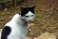 Close-up of a cat and a blurred background Royalty Free Stock Photo