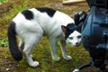 Close-up of a cat and a blurred background Royalty Free Stock Photo