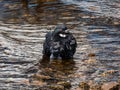 Close-up shot of the domestic pigeon Columba livia domestica standin in water with wet plumage cleaning itself and bathing in Royalty Free Stock Photo