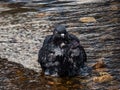 Close-up shot of the domestic pigeon Columba livia domestica standin in water with wet plumage cleaning itself and bathing in Royalty Free Stock Photo