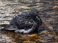 Close-up shot of the domestic pigeon Columba livia domestica standin in water with wet plumage cleaning itself and bathing in Royalty Free Stock Photo