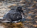 Close-up shot of the domestic pigeon Columba livia domestica standin in water with wet plumage cleaning itself and bathing in Royalty Free Stock Photo