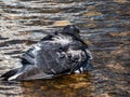 Close-up shot of the domestic pigeon Columba livia domestica standin in water with wet plumage cleaning itself and bathing in Royalty Free Stock Photo