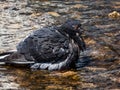 Close-up shot of the domestic pigeon Columba livia domestica standin in water with wet plumage cleaning itself and bathing in Royalty Free Stock Photo