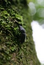 Close up shot of a Dorcus rectus